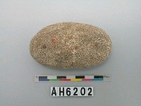 藏品(珊瑚)的圖片